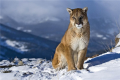 中型猫科动物实力排名 美洲狮相当危险非洲金猫会猎杀家禽